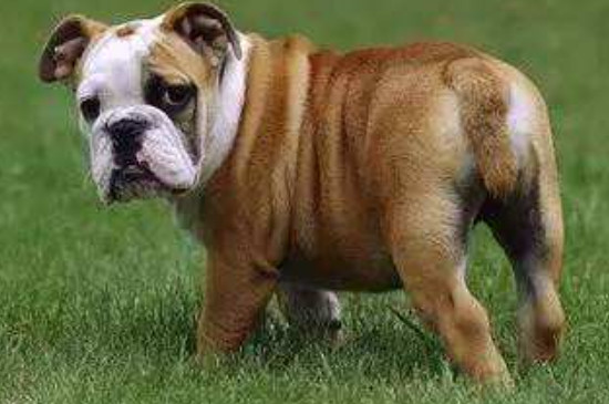 英国斗牛犬可以吃猪肉吗
