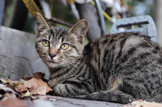 猫嘴巴黑黑的怎么回事