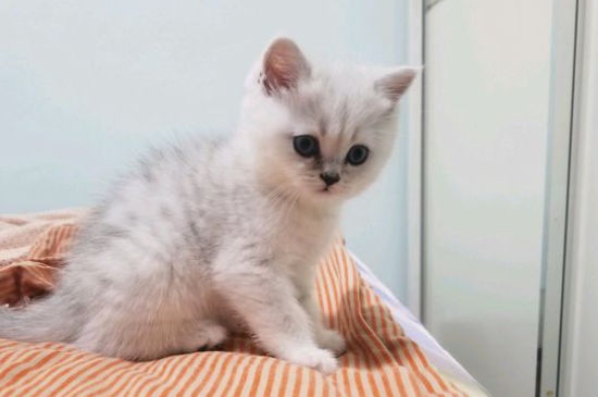 猫避孕药怎么吃