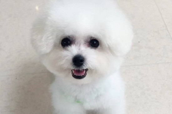 比熊犬喜欢吃什么食物