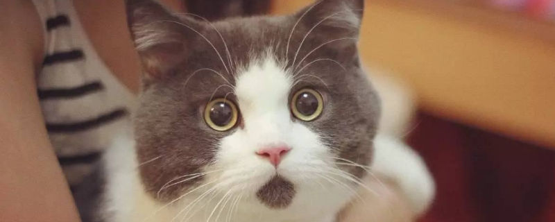 英短猫喜欢你的表现