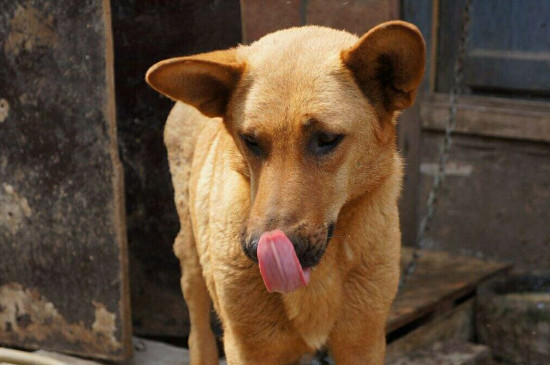 土狗和串串狗怎么分辨，3招教你辨认串串与土狗的区别