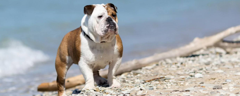 法国斗牛犬能吃西瓜吗