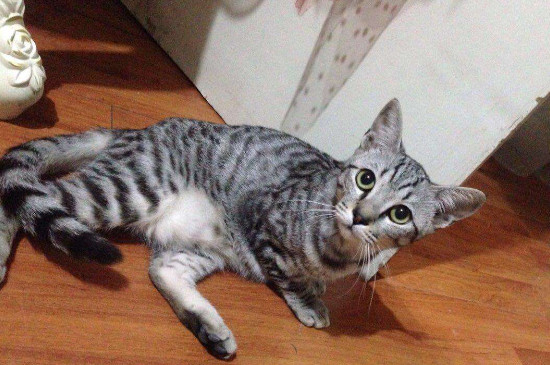 虎斑猫和美短的区别