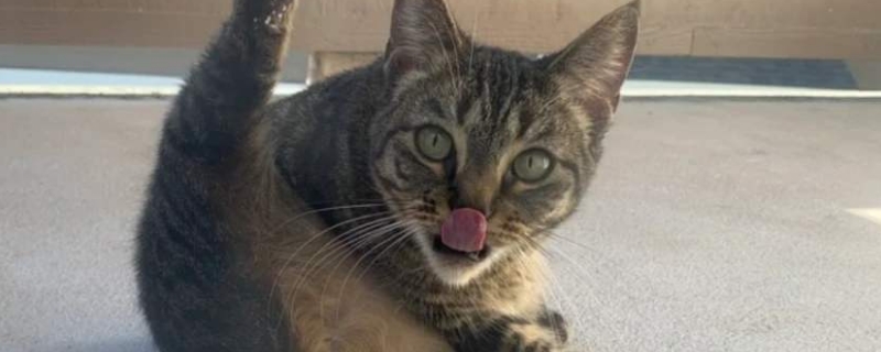 小猫肛门突出正常么