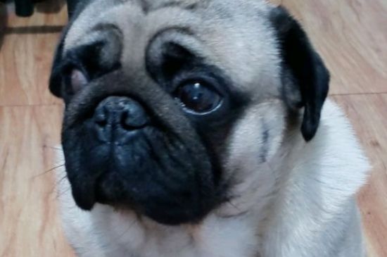 怎么训练巴哥犬