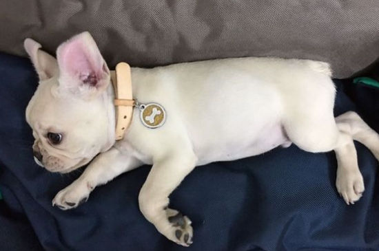 斗牛犬多少钱一只