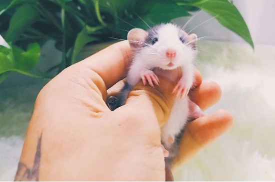 花枝鼠可以吃仓鼠粮吗