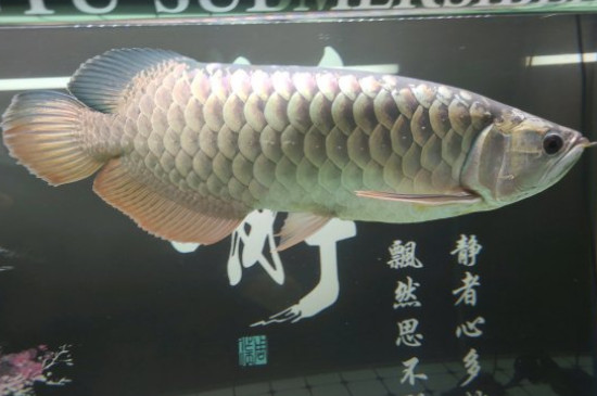 龙鱼突然跳缸什么预兆