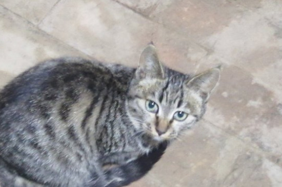 猫会来月经吗