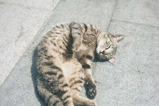 猫能吃米饭吗