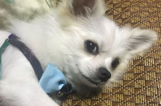 博美认主人的标准
