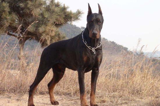 适合家养的护卫犬有哪些，最优秀的护卫犬10大排名