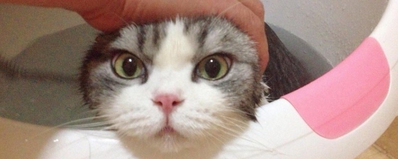 猫洗澡怎么洗