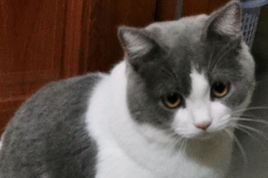 猫的年龄怎么算