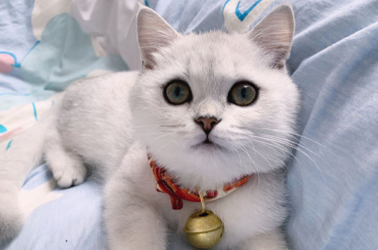 猫可以吃什么水果