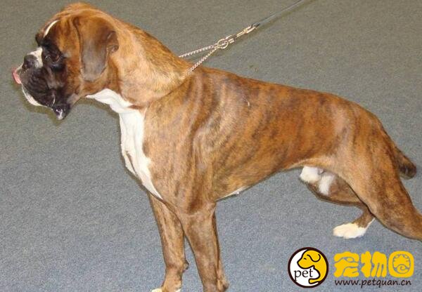 因为丑而冷门的拳师犬，实际上温顺又好养