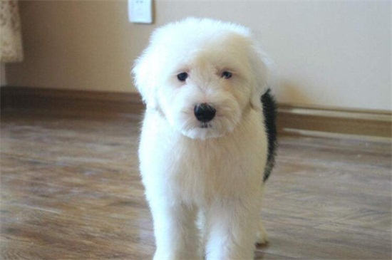 古代牧羊犬好养吗