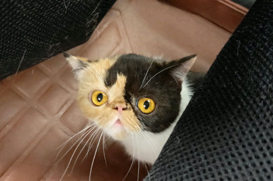 猫多久洗一次澡