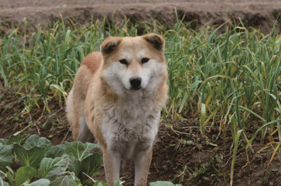 最佳护院犬有哪些