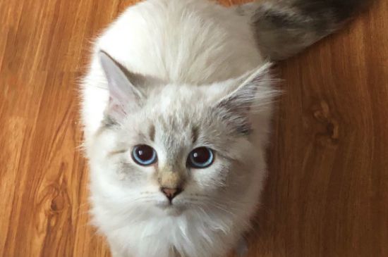小猫刚出生拉的东西黄黄