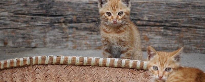 猫滴虫症状