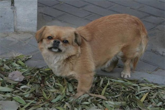 如何判断狗狗是感冒还是狗瘟