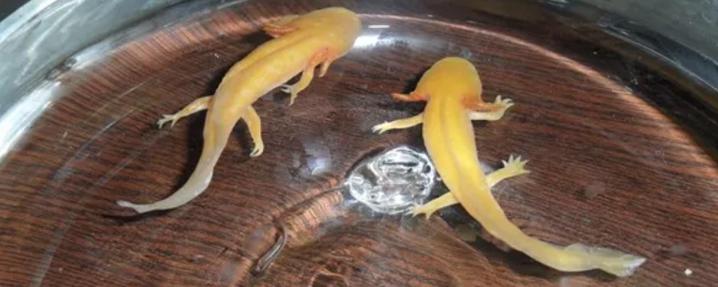 六角恐龙鱼吃什么食物