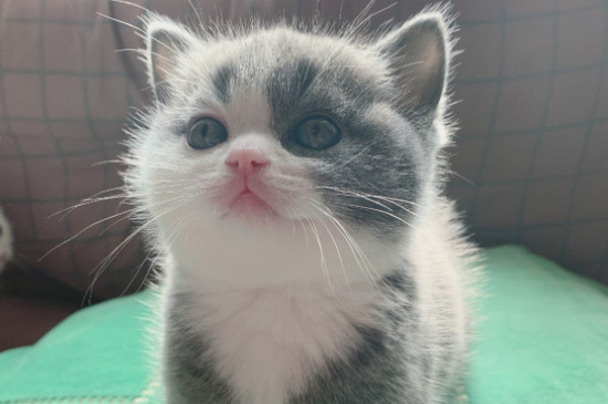 猫咪软便怎么办