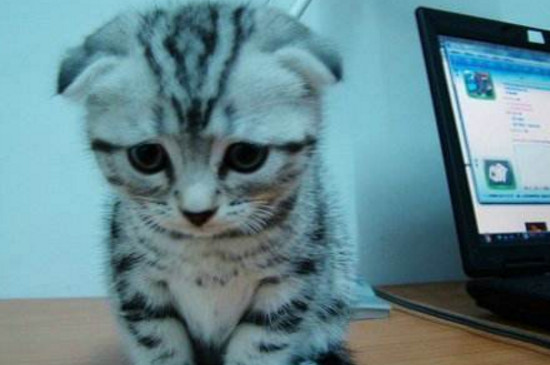 猫咪认错的动作是什么