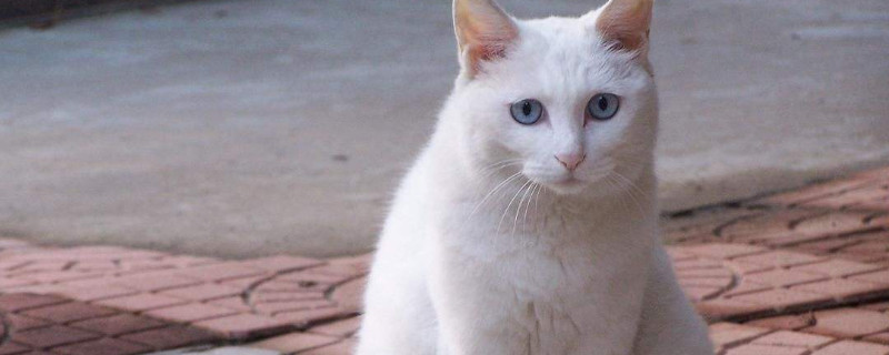 猫生病的症状