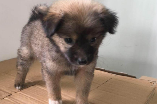 蝴蝶犬能吃咸的东西吗