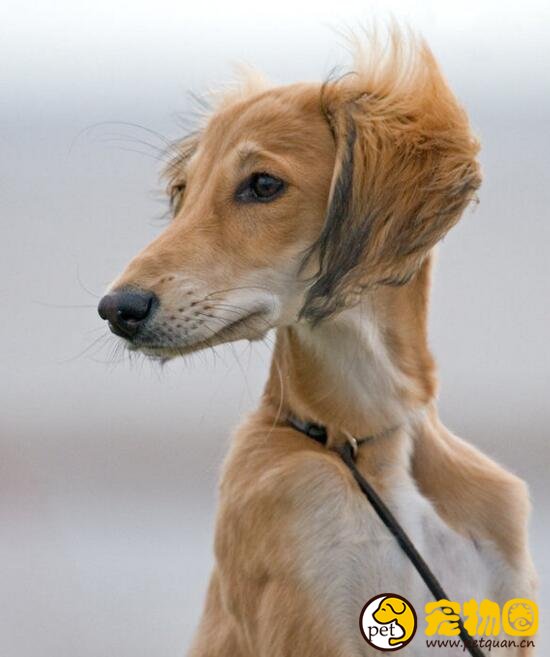 萨路基猎犬国内稀有，世界上极为珍贵的古老犬种