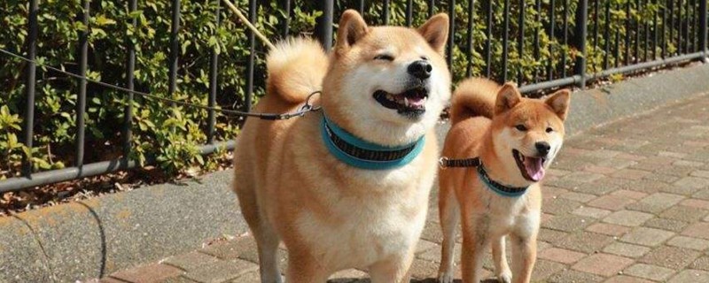 柴犬的缺点