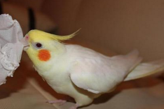 玄凤鹦鹉死前征兆