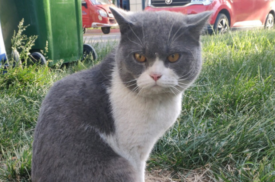 猫咪泪痕怎么去除