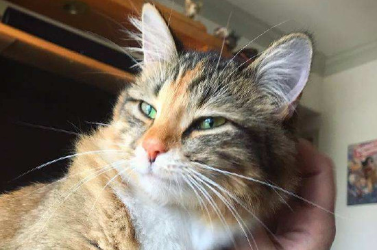 猫为什么喜欢蹭人