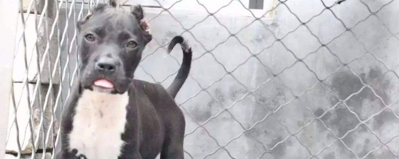 比特犬对主人忠诚吗