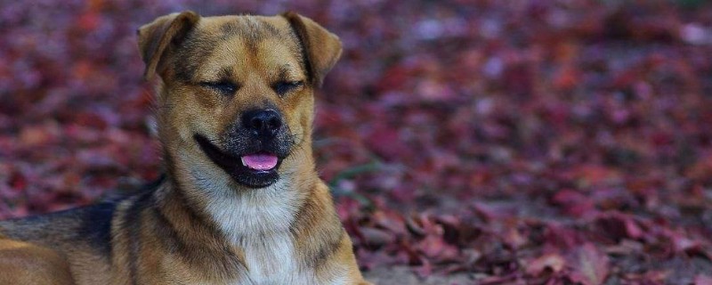 人得了狂犬病会学狗叫吗，狂犬病为啥会学狗叫
