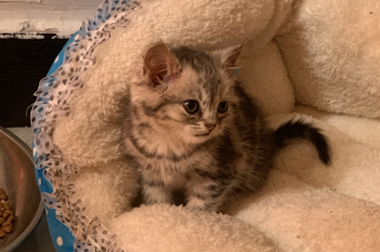 宠物猫怎么养
