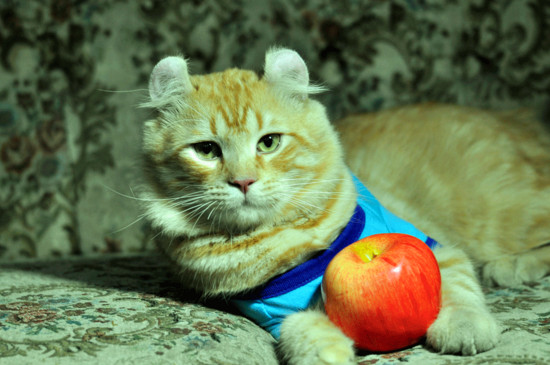 小猫特别爱睡觉正常吗