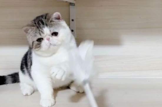猫不喜欢什么味道