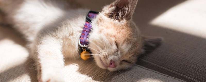 医用酒精对猫咪有害吗