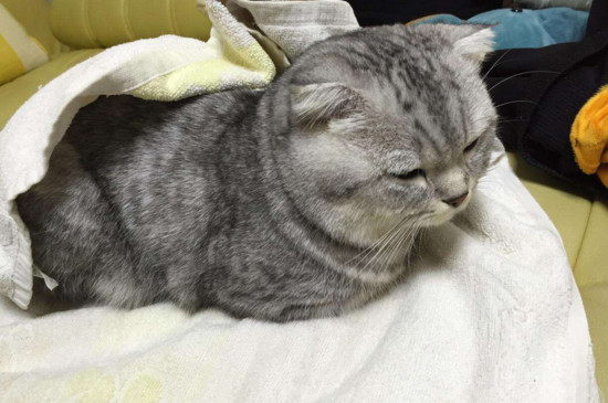 猫咪接回家后适应表现