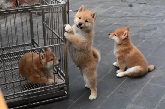 柴犬种类
