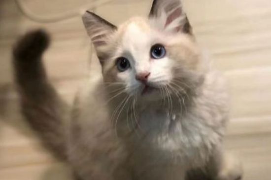 猫咪四联疫苗包括哪些