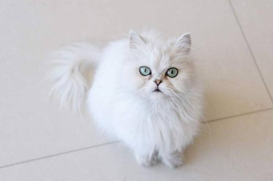 金吉拉猫好养吗