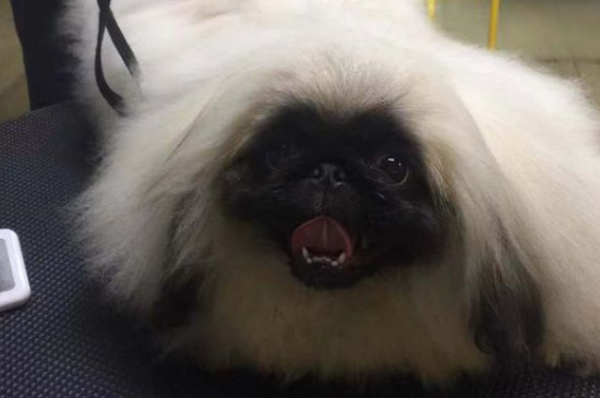 京巴狗怎么养
