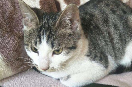 猫鼻子干燥