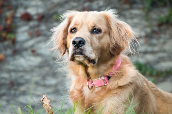 金毛犬可以吃米饭吗